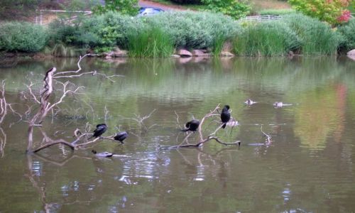 Zdjęcie AUSTRALIA / NDW / Mittagong / Kormorany