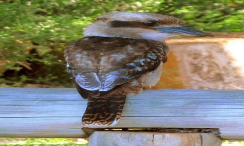 Zdjęcie AUSTRALIA / wallpole / plaża / Kookaburra