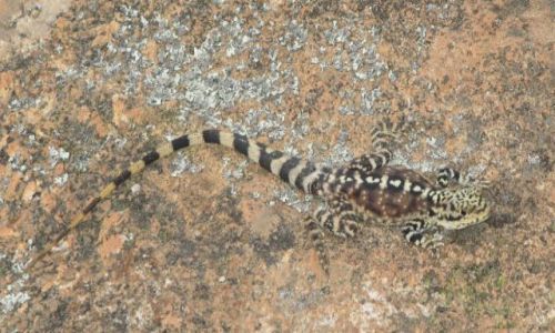 Zdjcie AUSTRALIA / Hyden / Hyden / jaszczurka