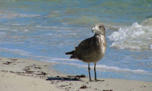 Zdjęcie AUSTRALIA / Busshelton / plaża / Ptaki Australii