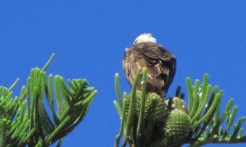 Zdjęcie AUSTRALIA / Busshelton / plaża / Obrażony Orzeł