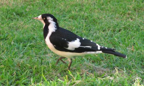 Zdjęcie AUSTRALIA / Perth / ulica / z serii ptaki Australii