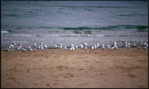 Zdjęcie AUSTRALIA / Nowa Południowa Walia / Sydney, Manly / W oczekiwaniu na kolację...