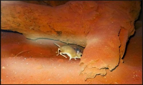 Zdjcie AUSTRALIA / Nowa Poudniowa Walia / Sydney, Wildlife / Skoczek