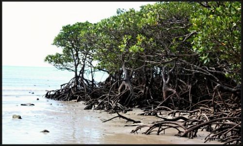 Zdjecie AUSTRALIA / queensland / okolice Cairns, rainforrest / uciekajce drzewa