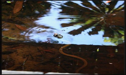 Zdjęcie AUSTRALIA / queensland / okolice Cairns, rainforrest / wąż...a może wężyk...?