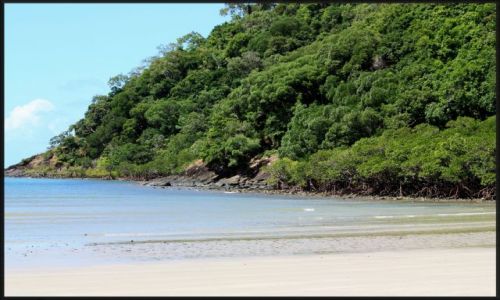 Zdjecie AUSTRALIA / queensland / okolice Cairns,  / las namorzynowy od strony oceanu