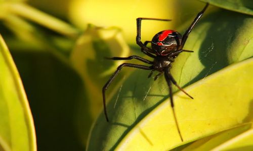 Zdjcie AUSTRALIA / South Australia / Adelaide / redback