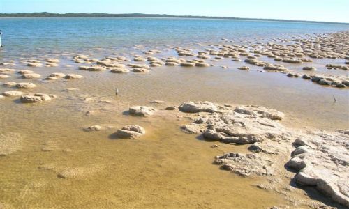 Zdjcie AUSTRALIA / Zach.Australia / Lake Clifton / Thrombolity -3,5 mld lat