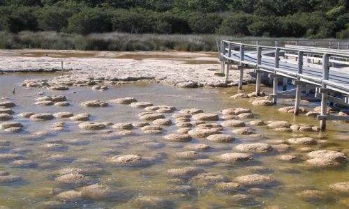Zdjcie AUSTRALIA / Zach.Australia / Lake Clifton / Lake Clifton i Thrombolity..