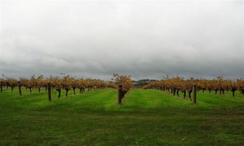 Zdjecie AUSTRALIA / WA / Margaret River / Winnice w Margaret River
