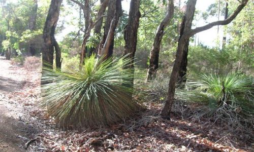 Zdjęcie AUSTRALIA / Zach Austr. / Okolice Margaret River / Grass tree na trasie