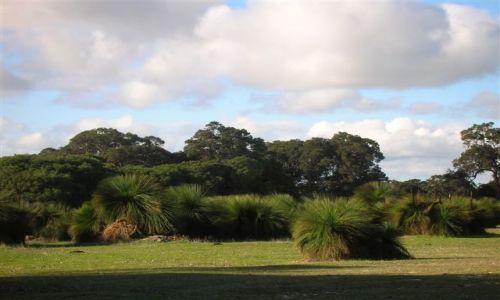 Zdjecie AUSTRALIA / Zach.Aystralia / Dunsborough / Drzewa trawiaste-grass tree