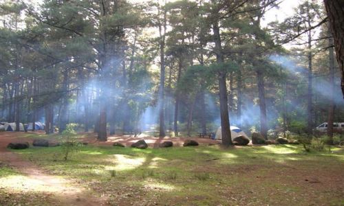 Zdjecie AUSTRALIA / Zach.Australia / Dwellingup / W Jarra forest-camping