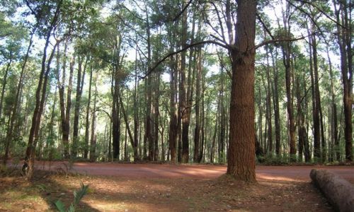 Zdjecie AUSTRALIA / Zach.Australia / Dwellingup / Las Jarra-czyli rodzaj eukaliptusow