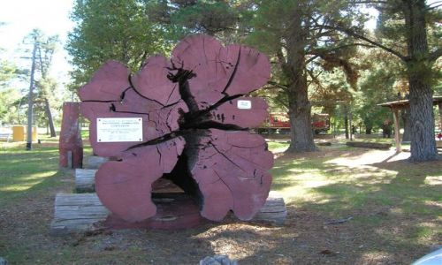 Zdjecie AUSTRALIA / Zach. Australia / Dwellingup-las / Stare zabytkowe drzewo Jarra-600 lat