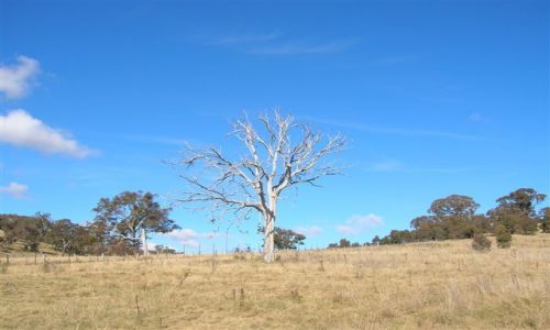 Zdjecie AUSTRALIA / ACT / Ganghalin / Nawet po smierci piekne..