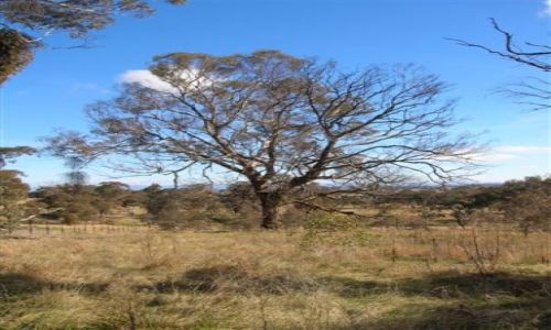 Zdjecie AUSTRALIA / ACT / Ganghalin Reserve.. / Eukaliptus prawie zjedzony przez pasozyta..