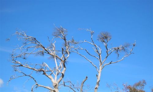 Zdjecie AUSTRALIA / ACT / Canberra / Botaniczne szkielety