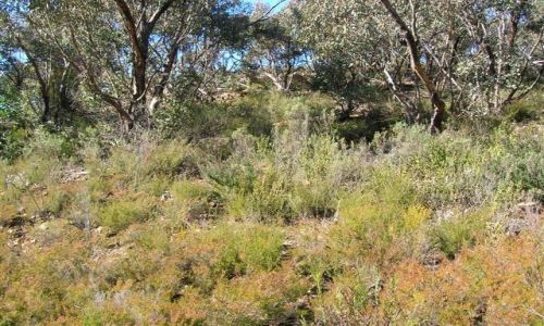 Zdjecie AUSTRALIA / ACT / Australian Alps / Busz na szczycie gory..