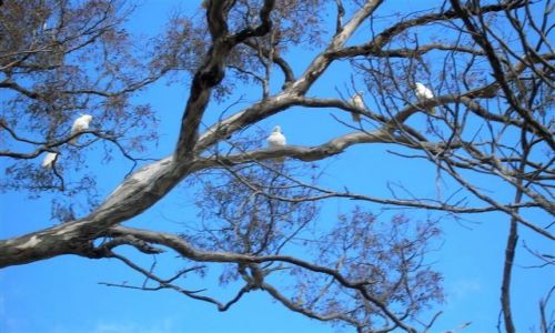 Zdjęcie AUSTRALIA / NSW / Ganghalin-granica / Papugi