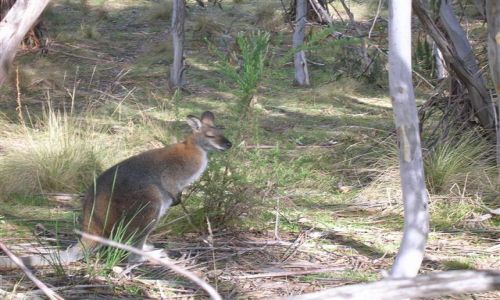 Zdjcie AUSTRALIA / NSW / Australian Alps / Wallaby, odmiana kangura