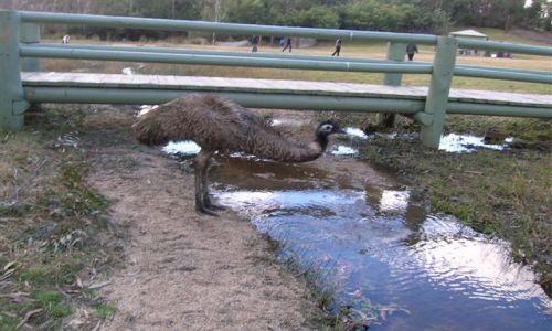 Zdjęcie AUSTRALIA / ACT / Tidbinbila Mouuntains / Emu