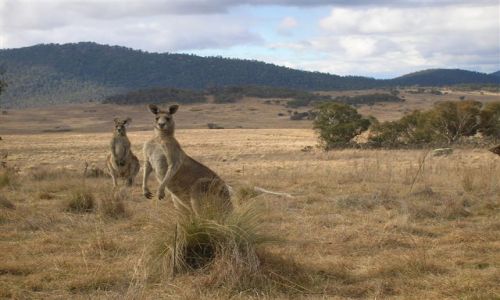 Zdjecie AUSTRALIA / ACT / Yankee Hut / Przywodca stada