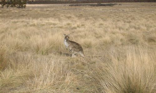 Zdjcie AUSTRALIA / NSW / Australian Alps / Mama..