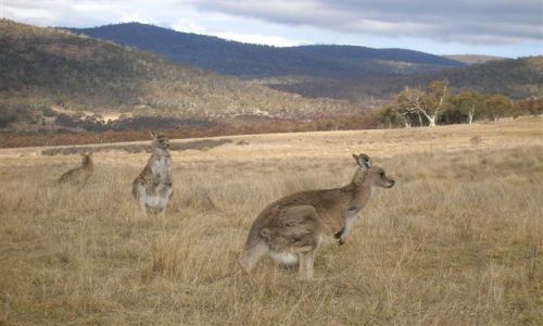Zdjecie AUSTRALIA / NSW / Australian Alps / Ucieczka..