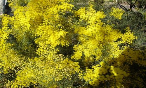 Zdjęcie AUSTRALIA / NSW / gdzies po drodze.. / Wiosna 2012