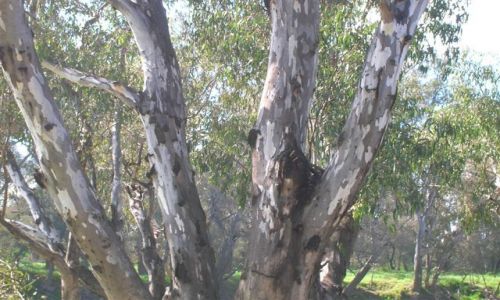 Zdjęcie AUSTRALIA / Interia, Riverina / Wagga Wagga / Kolorowe drzewa nad rzeka