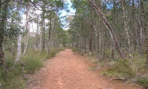 Zdjęcie AUSTRALIA / Riverina, NSW / The Rock reserve / Lesna droga..interia