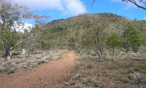 Zdjecie AUSTRALIA / Riverina, NSW / The Rock reserve / Droga wsrod bialych kwiatow..