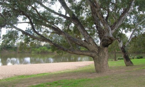 Zdjcie AUSTRALIA / Riverina / Nad rzeka / Plaza w Wagga Wagga-interia