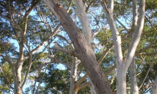 Zdjcie AUSTRALIA / NSW / Huskisson / Przyroda-king fiszer i drzewo.