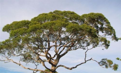 Zdjcie AUSTRALIA / Nsw / Huskisson / Korona drzewa-nad oceanem