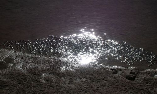 Zdjęcie AUSTRALIA / NSW / Jarvis Bay / Kraby w sloncu