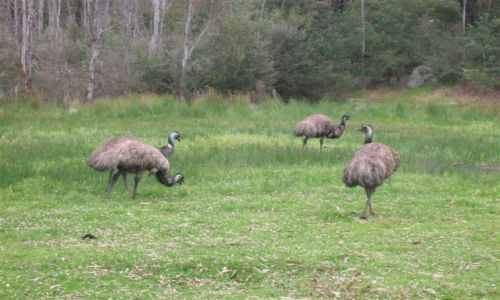Zdjcie AUSTRALIA / Wschodnia Austr. / nat. park / Emus