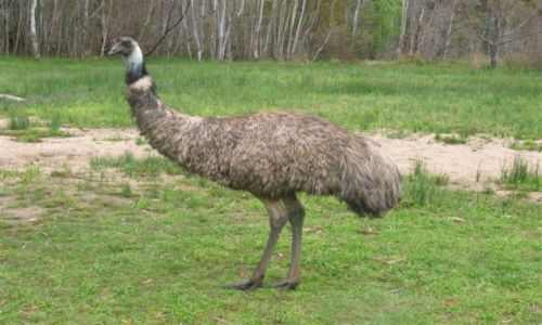 Zdjcie AUSTRALIA / Wschodnia Austr. / Nat. park / Spojrzenie Emu