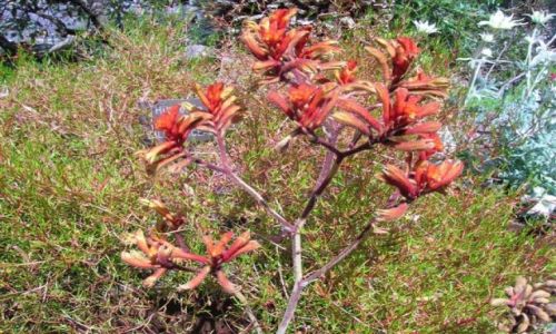 Zdjcie AUSTRALIA / Wsch. Australia / nat. park / Lapki kangurze, kwiaty zwane kangaroo paw