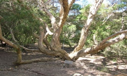 Zdjcie AUSTRALIA / Wsch. Australia / Nat. Park / Paper tree