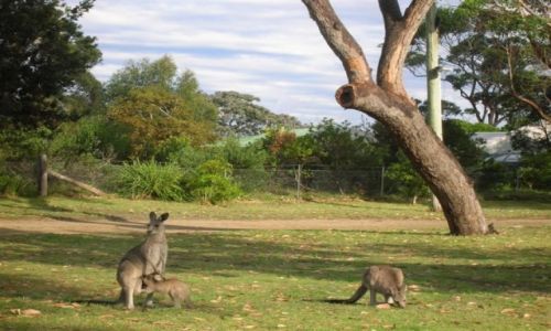 Zdjęcie AUSTRALIA / NSW / Moruya / Chce do mamy..