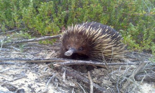 Zdjcie AUSTRALIA / Wsch Austr. / South Coast / Echidna