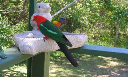 Zdjecie AUSTRALIA / NSW / South Coast / Papugi..