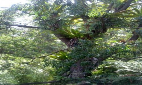 Zdjecie AUSTRALIA / ACT / botanic garden / Paprocie na drzewach