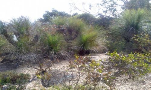 Zdjecie AUSTRALIA / NSW / South Coast / Grass Trees