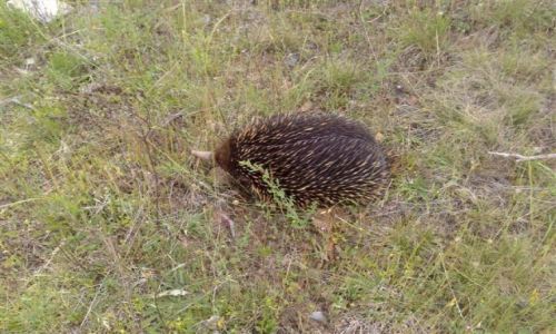Zdjecie AUSTRALIA / NSW / South Coast / Echidna w trawie