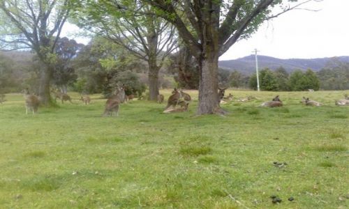 Zdjcie AUSTRALIA / ACT / Nat. Park / Na polanie