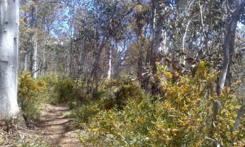 Zdjecie AUSTRALIA / ACT / Nat. Park / Wiosna i kwiaty